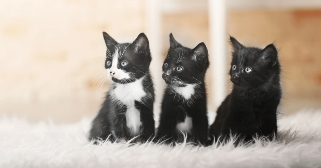 Small Cats on Carpet