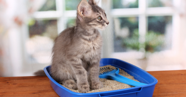 Small gray kitten in blue plastic litter