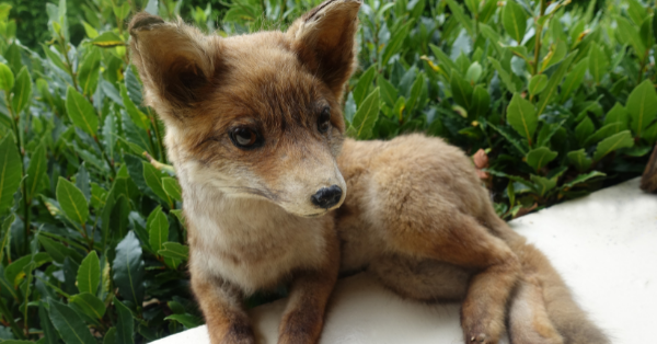 Taxidermy animals