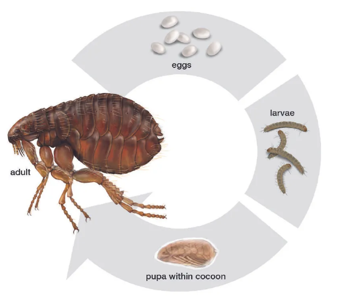 Their appearance and life cycle