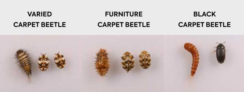 Types of Carpet Beetles