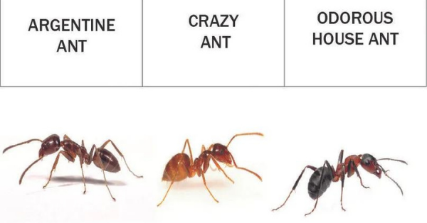 Types of ants
