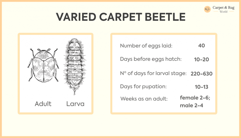 Varied Carpet Beetles