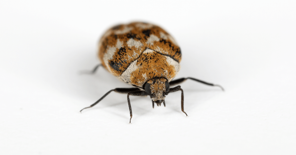 Varied carpet beetle