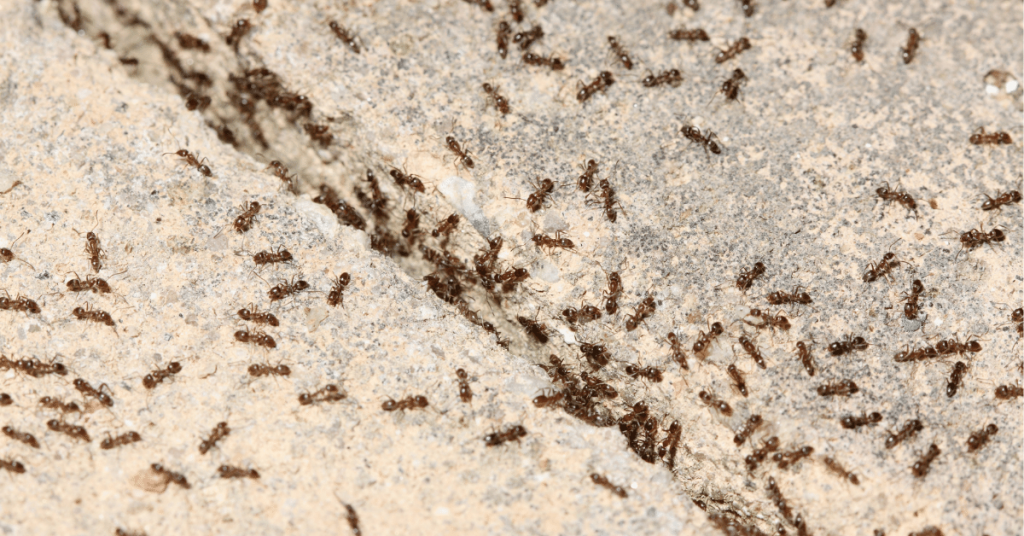 What Are Carpet Ants
