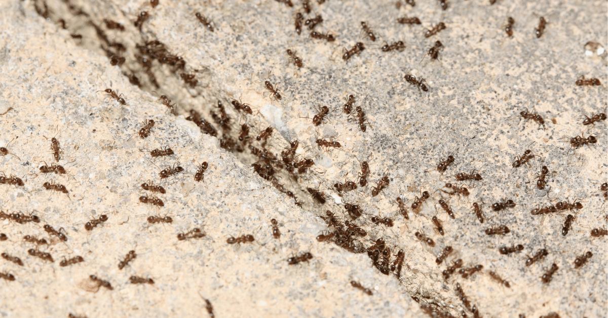 What Are Carpet Ants? (Everything You Need to Know!) – Carpet and Rug World