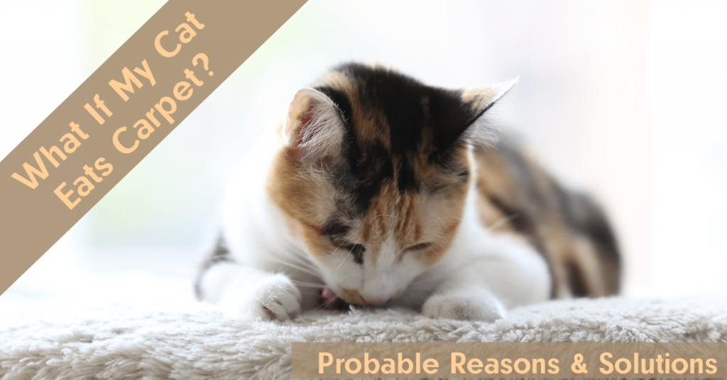 What If My Cat Eats Carpet? (Probable Reasons & Solutions) Carpet and