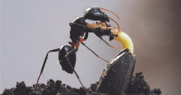 an ant climbs a seed