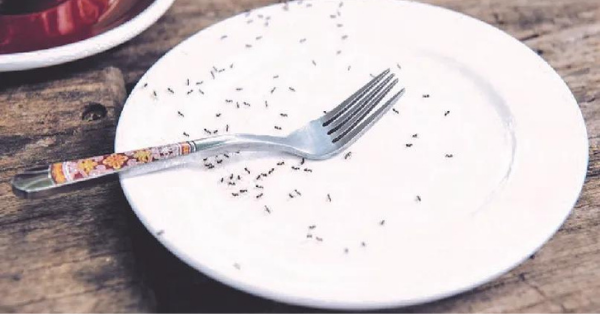 ants on a plate