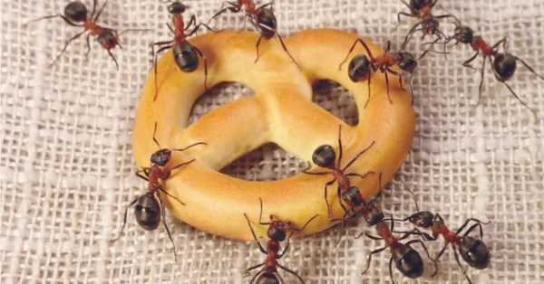 ants on a pretzel