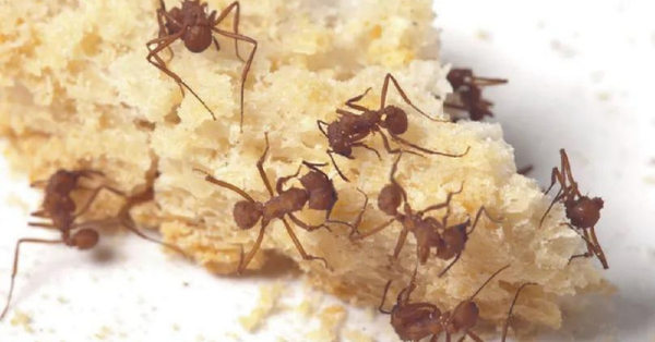 ants on bread