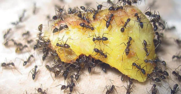 ants on food