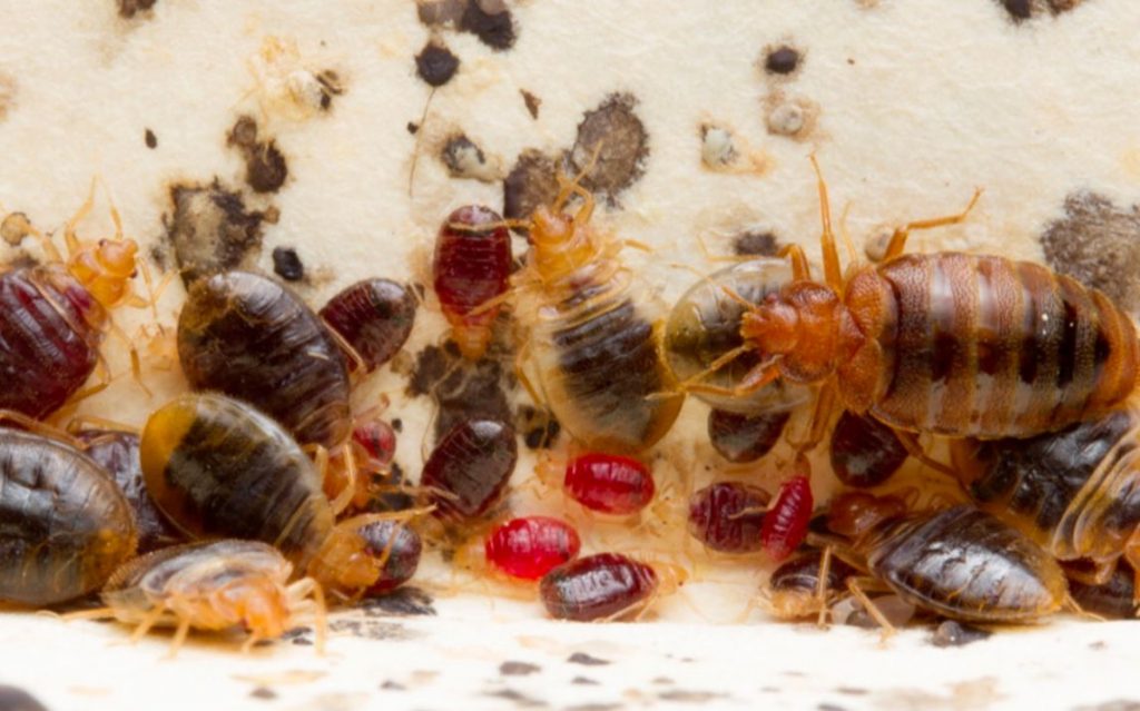 bed bug poop