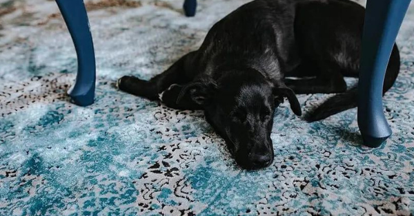 black dog sleeping on carpet