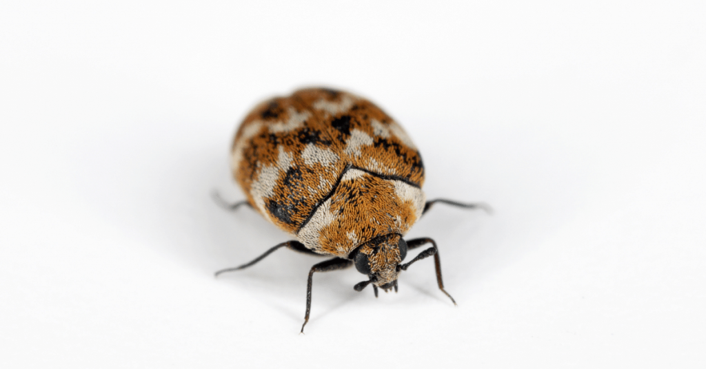 Carpet Beetle Bites are Dangerous
