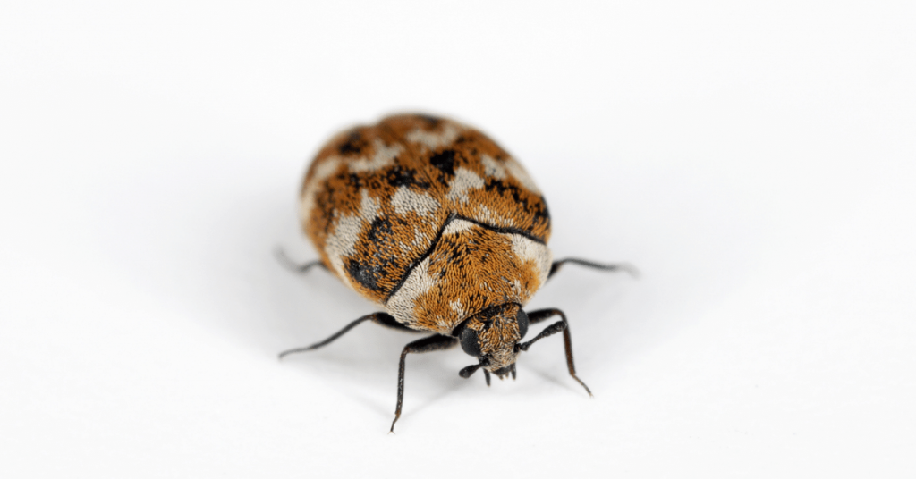 Carpet Beetle