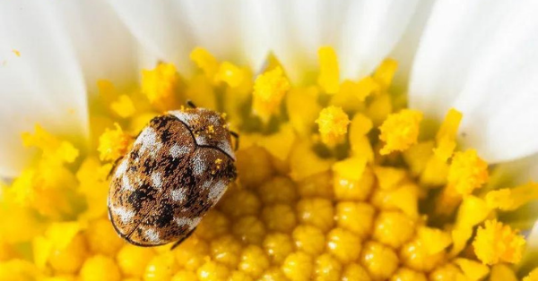 carpet beetle on chamomile