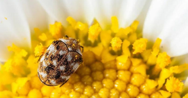 carpet beetle