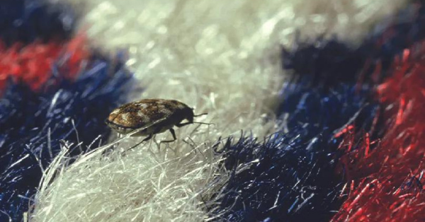 carpet bugs