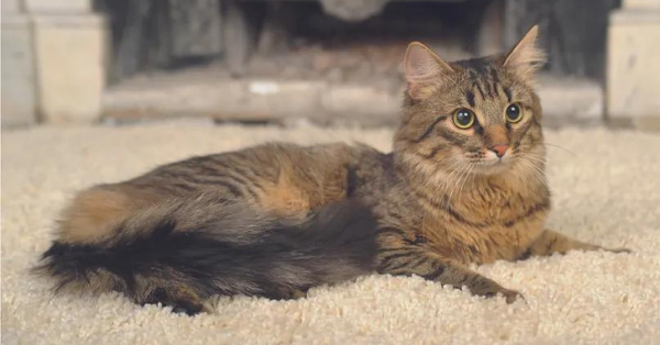 cat lies on the carpet