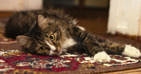 cat lies on the carpet