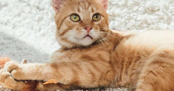 cat on carpet