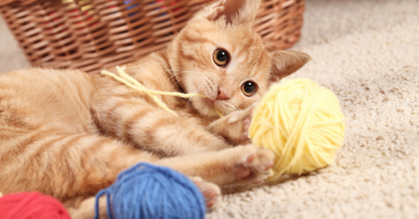 cat on wool rugs