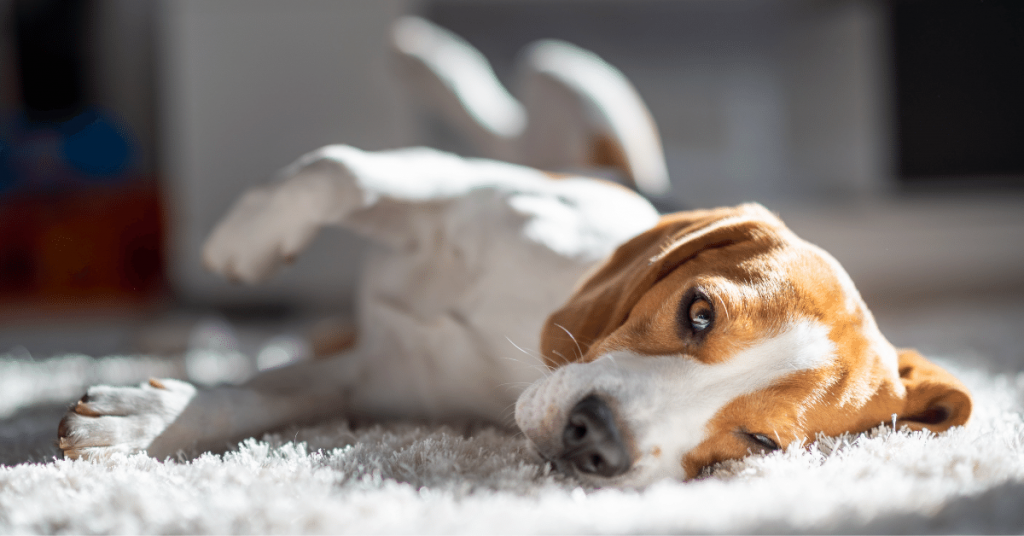 dog on carpet