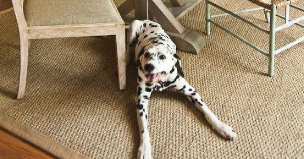 dog on jute rugs