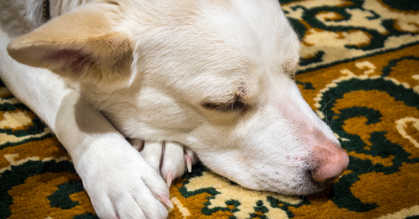 dog on rugs