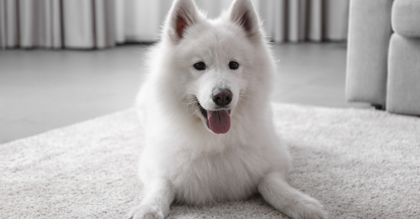 dog on rugs