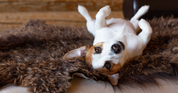 dog on sheepskin rug