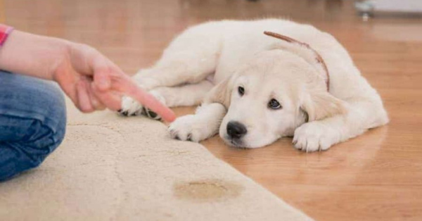 dog peed on carpet