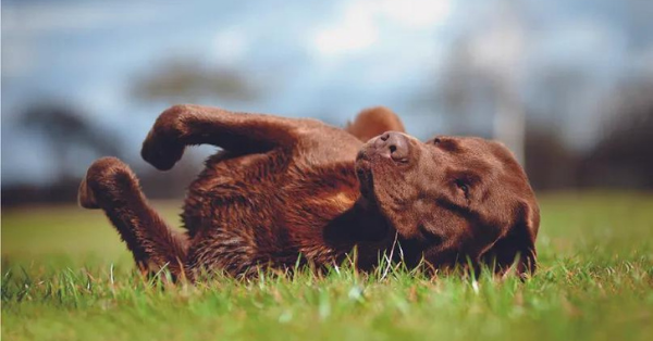 dogs spread fleas on carpets