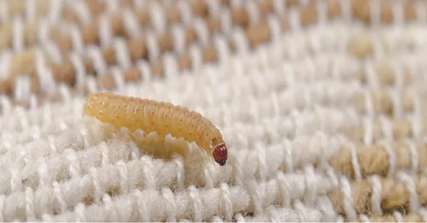 larva on carpet