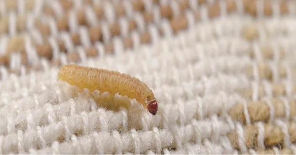 What Causes Carpet Bugs? (These are 4 Types of Bugs You Might Have ...