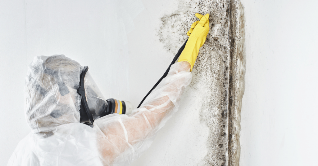 mold removal