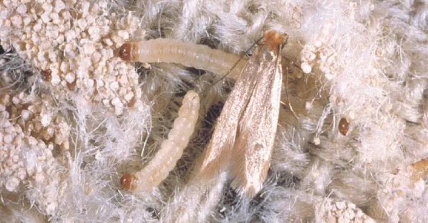 moth with larvae in the carpet