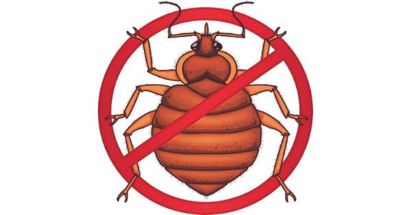 no bed bugs