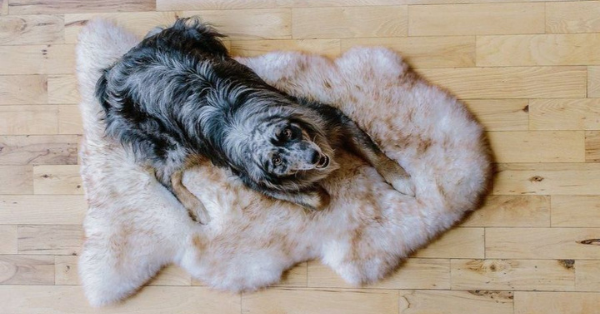 sheepskin rugs