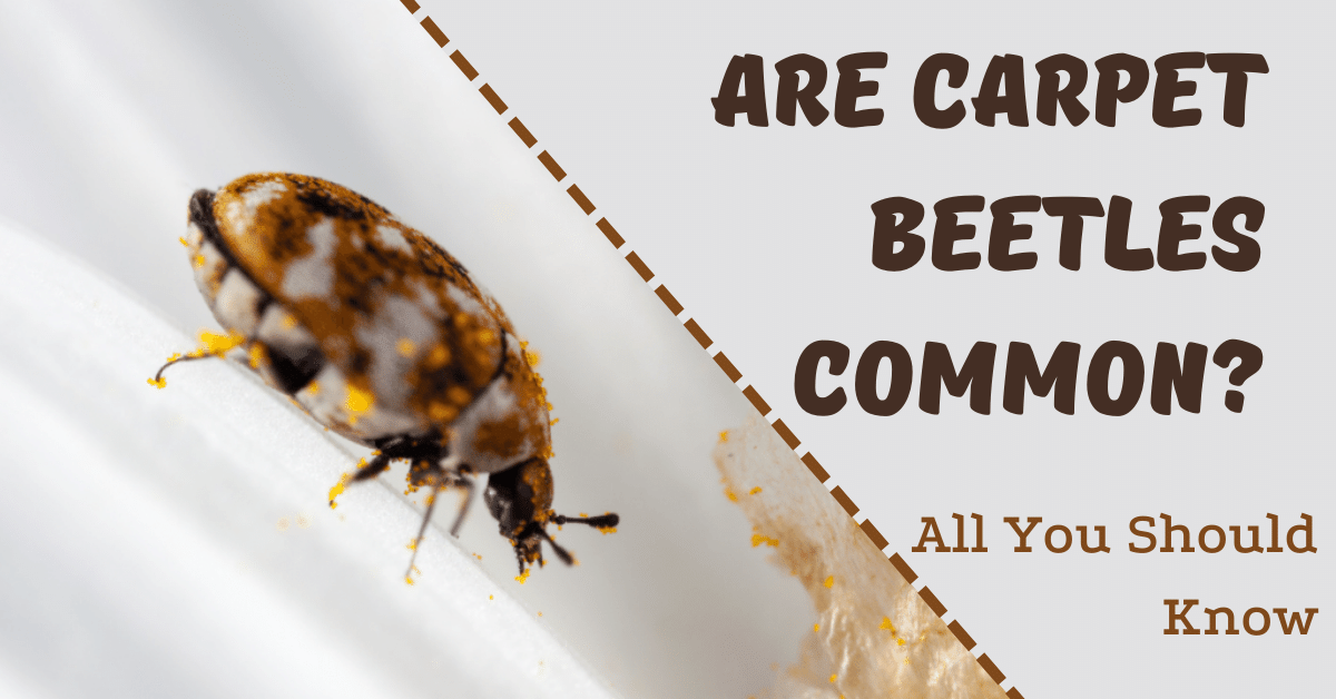 Are Carpet Beetles Common? (All You Should Know) Carpet and Rug World