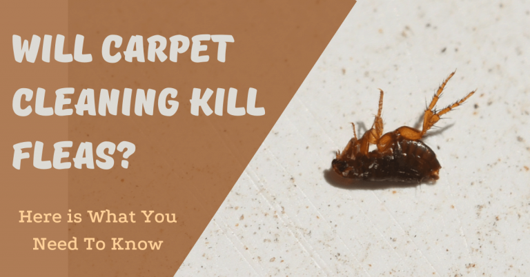 Will Carpet Cleaning Kill Fleas? (Here Is What You Need To Know ...