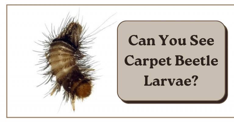 Can You See Carpet Beetle Larvae? – Carpet and Rug World